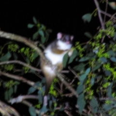 Pseudocheirus peregrinus (Common Ringtail Possum) at Nug Nug, VIC - 23 Mar 2014 by MB