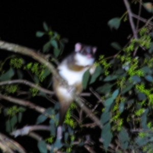 Pseudocheirus peregrinus at Nug Nug, VIC - 23 Mar 2014 08:30 PM