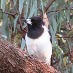 Cracticus nigrogularis (Pied Butcherbird) at Monak, NSW - 28 Feb 2014 by MB