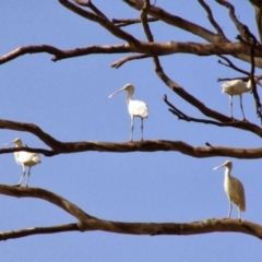 Platalea flavipes (Yellow-billed Spoonbill) at Yanco, NSW - 16 Feb 2014 by MB