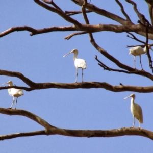 Platalea flavipes at Yanco, NSW - 16 Feb 2014 09:57 AM