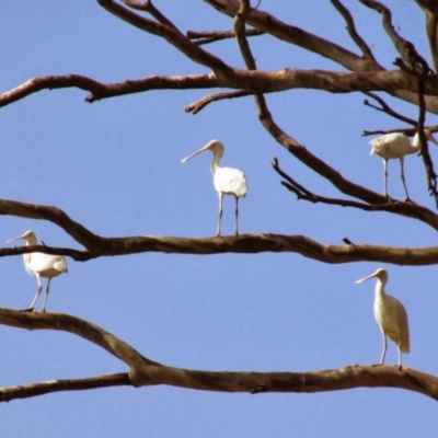 Platalea flavipes (Yellow-billed Spoonbill) at Yanco, NSW - 15 Feb 2014 by MB