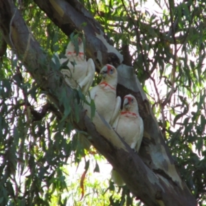 Cacatua tenuirostris at Wagga Wagga, NSW - 7 Feb 2014