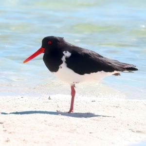 Haematopus longirostris at Houtman Abrolhos, WA - suppressed