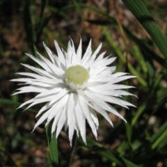 Helichrysum leucopsideum (Satin Everlasting) at Rockton, NSW - 7 Jan 2012 by MB