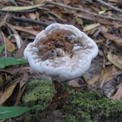 Sanguinoderma rude (Red-staining Stalked Polypore) at Nungatta, NSW - 8 Jan 2012 by MB