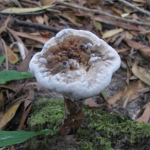 Sanguinoderma rude at Nungatta, NSW - 8 Jan 2012 07:19 AM