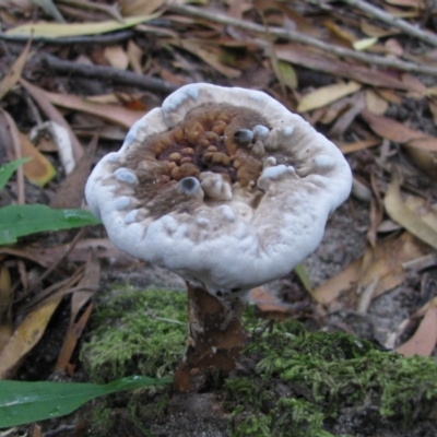 Sanguinoderma rude (Red-staining Stalked Polypore) at Nungatta, NSW - 8 Jan 2012 by MB