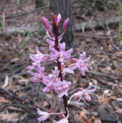 Dipodium roseum (Rosy Hyacinth Orchid) at Rockton, NSW - 8 Jan 2012 by MB