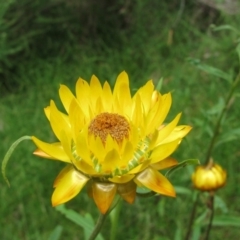 Xerochrysum bracteatum (Golden Everlasting) at Rockton, NSW - 8 Jan 2012 by MB