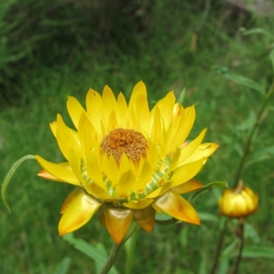 Xerochrysum bracteatum (Golden Everlasting) at Rockton, NSW - 8 Jan 2012 by MB