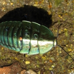 Polyzosteria viridissima (Alpine Metallic Cockroach) at Guthega, NSW - 6 Mar 2011 by MB