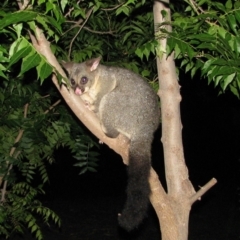 Trichosurus vulpecula (Common Brushtail Possum) at Richardson, ACT - 2 Jan 2011 by MB