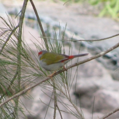 Neochmia temporalis (Red-browed Finch) at Gordon, ACT - 22 Dec 2011 by MB