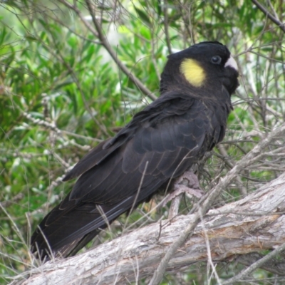 Zanda funerea (Yellow-tailed Black-Cockatoo) at Eden, NSW - 12 Feb 2011 by MB