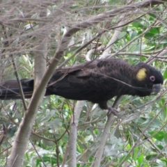 Zanda funerea at Eden, NSW - 12 Feb 2011