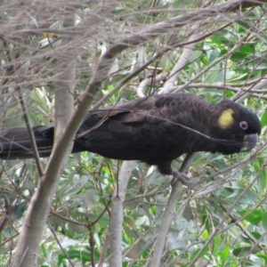 Zanda funerea at Eden, NSW - 12 Feb 2011