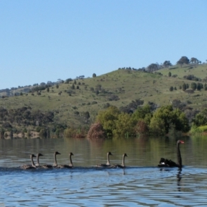 Cygnus atratus at Googong, NSW - 18 Nov 2010