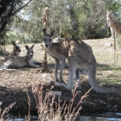 Macropus giganteus (Eastern Grey Kangaroo) at Googong, NSW - 30 Dec 2010 by MB