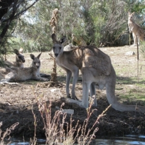 Macropus giganteus at Googong, NSW - 30 Dec 2010