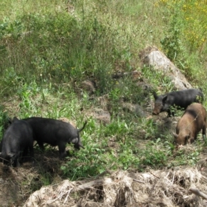 Sus scrofa at Burra, NSW - suppressed