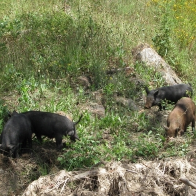 Sus scrofa (Wild Boar, Feral Pig) at Burra, NSW - 15 Jan 2011 by MB