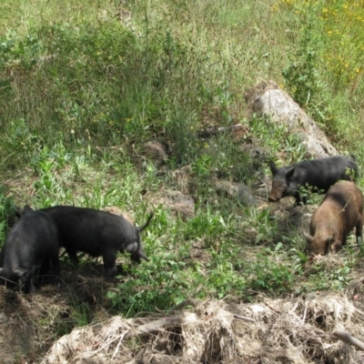 Sus scrofa (Pig (feral)) at Burra, NSW - 15 Jan 2011 by MB