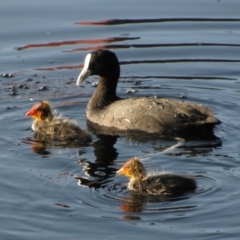 Fulica atra (Eurasian Coot) at Ellenbrook, WA - 6 Oct 2011 by MB