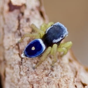 Maratus hesperus at Cook, ACT - 21 Oct 2023