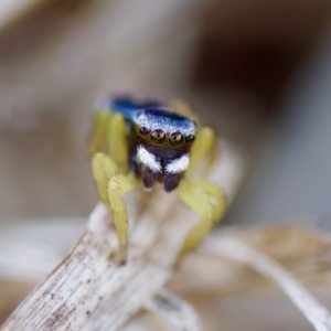 Maratus hesperus at Cook, ACT - 21 Oct 2023