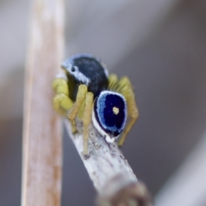 Maratus hesperus at Cook, ACT - 21 Oct 2023