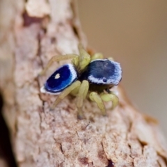 Maratus hesperus at Cook, ACT - 21 Oct 2023