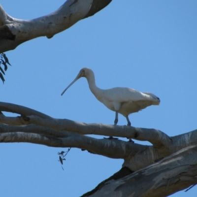 Platalea flavipes (Yellow-billed Spoonbill) at Whitton, NSW - 30 Oct 2011 by MB