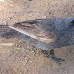 Struthidea cinerea (Apostlebird) at The Marra, NSW - 15 Sep 2011 by MB