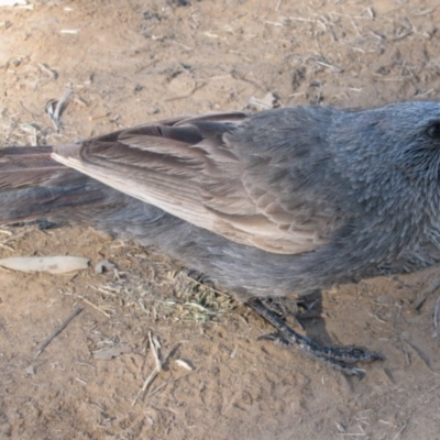 Struthidea cinerea (Apostlebird) at The Marra, NSW - 14 Sep 2011 by MB