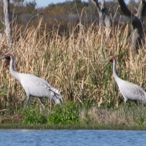 Grus rubicunda at Oxley, NSW - 14 Sep 2011 02:55 PM