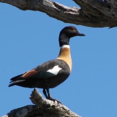 Tadorna tadornoides (Australian Shelduck) at Oxley, NSW - 14 Sep 2011 by MB