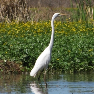 Ardea alba at Oxley, NSW - 14 Sep 2011