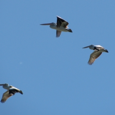 Pelecanus conspicillatus (Australian Pelican) at Oxley, NSW - 14 Sep 2011 by MB