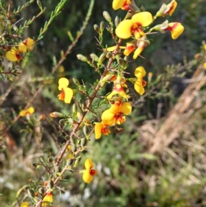 Dillwynia ramosissima at Bomaderry, NSW - 11 Aug 2024