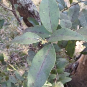 Notelaea longifolia f. longifolia at North Nowra, NSW - 11 Aug 2024