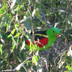 Aprosmictus erythropterus (Red-winged Parrot) at Oxley, NSW - 13 Sep 2011 by MB