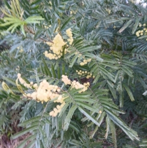 Acacia mearnsii at North Nowra, NSW - 11 Aug 2024