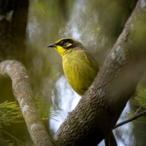 Lichenostomus melanops at Watson, ACT - 20 Aug 2024