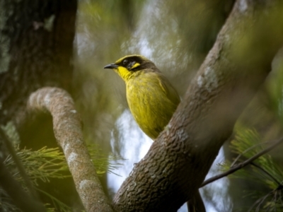 Lichenostomus melanops (Yellow-tufted Honeyeater) at Watson, ACT - 20 Aug 2024 by trevsci