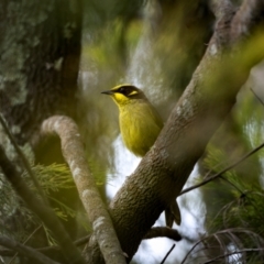 Lichenostomus melanops at Watson, ACT - 20 Aug 2024