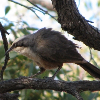 Pomatostomus temporalis temporalis (Grey-crowned Babbler) at The Marra, NSW - 16 Sep 2011 by MB