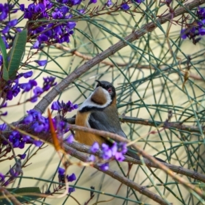 Acanthorhynchus tenuirostris at Watson, ACT - 20 Aug 2024