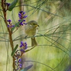 Ptilotula fusca (Fuscous Honeyeater) at Watson, ACT - 20 Aug 2024 by trevsci