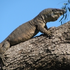 Varanus varius (Lace Monitor) at Quambone, NSW - 15 Sep 2011 by MB